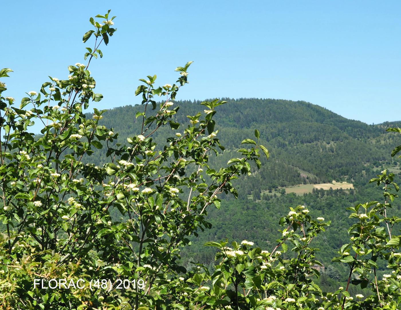 Dogwood plant